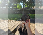 Small Great Dane