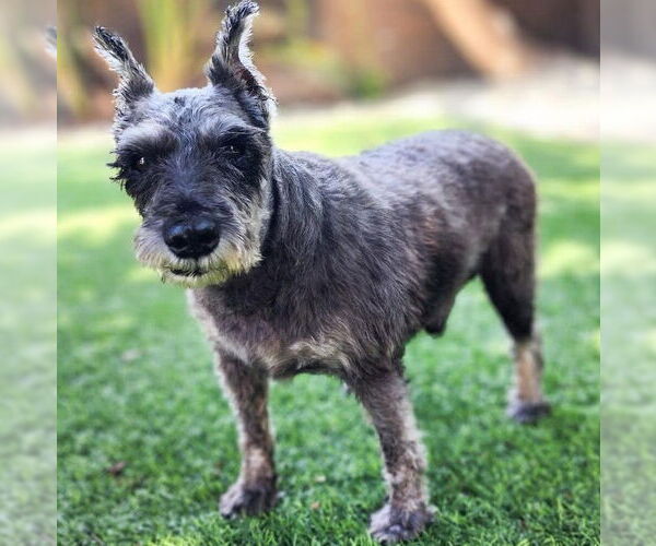 Medium Photo #5 Miniature Schnauzer-Unknown Mix Puppy For Sale in San Diego, CA, USA