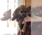 Small Photo #1 Rhodesian Ridgeback Puppy For Sale in PLAINFIELD, CT, USA
