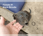 Small Photo #4 Plott Hound Puppy For Sale in MIDVALE, UT, USA