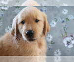 Small #2 Golden Retriever