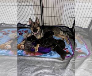 Mother of the German Shepherd Dog puppies born on 08/24/2023