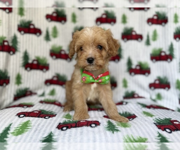 Medium Photo #8 Cavapoo Puppy For Sale in LAKELAND, FL, USA