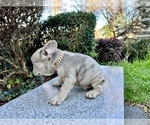 Small #244 French Bulldog