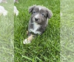Small Photo #1 Australian Shepherd Puppy For Sale in TONASKET, WA, USA