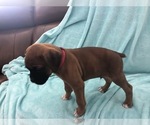 Small Photo #3 Boxer Puppy For Sale in TAFT, TN, USA