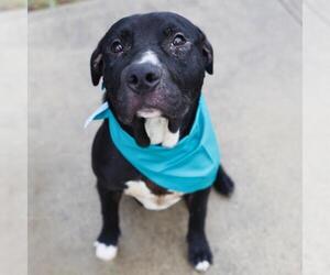 American Staffordshire Terrier-Unknown Mix Dogs for adoption in San Antonio, TX, USA
