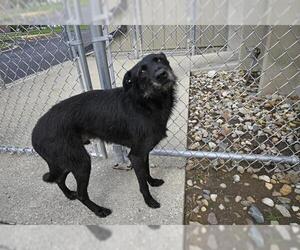 Parson Russell Terrier-Schnauzer (Giant) Mix Dogs for adoption in Decatur, IL, USA