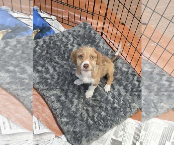 Medium Photo #1 Dachshund-Unknown Mix Puppy For Sale in SHERBURNE, NY, USA