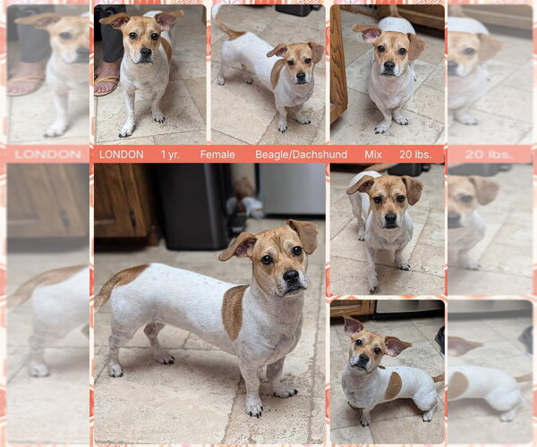 Medium Photo #2 Bassugg Puppy For Sale in Mesa, AZ, USA