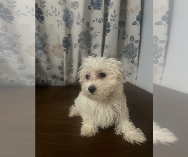 Medium Photo #3 Maltese Puppy For Sale in DURHAM, CT, USA
