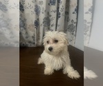 Small #2 Maltese