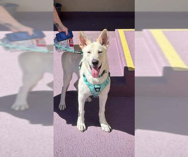 Medium Photo #3 - Mix Puppy For Sale in Phoenix, AZ, USA