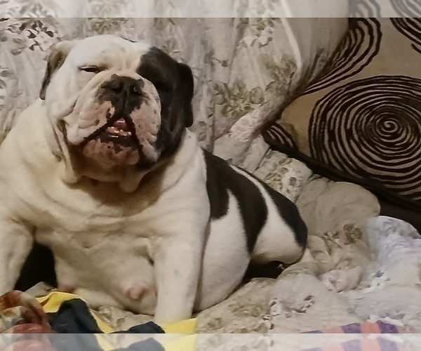 Medium Photo #1 English Bulldog Puppy For Sale in MCALESTER, OK, USA