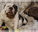 Small Photo #1 English Bulldog Puppy For Sale in MCALESTER, OK, USA