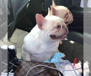 Father of the French Bulldog puppies born on 07/24/2019