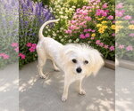 Small #2 Maltese Mix
