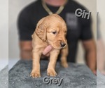 Puppy Gray Golden Irish