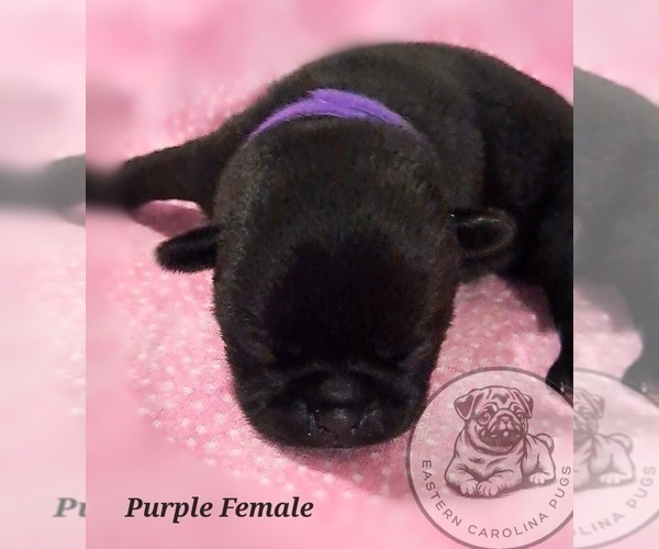 Medium Photo #7 Pug Puppy For Sale in NEW BERN, NC, USA