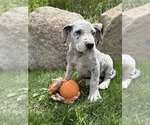 Small #1 Great Dane