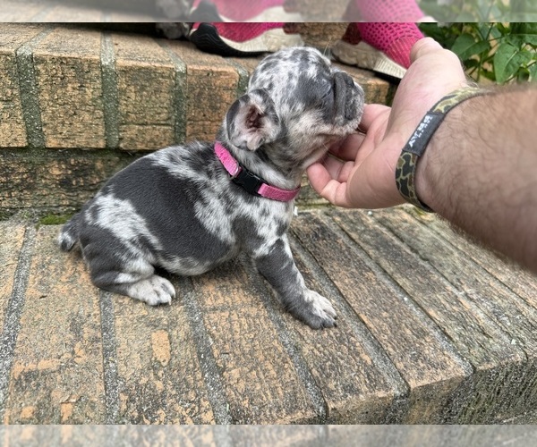 Medium Photo #13 French Bulldog Puppy For Sale in MACON, GA, USA