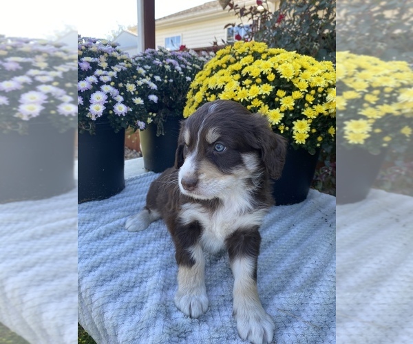 Medium Photo #2 Aussiedoodle Puppy For Sale in CENTER, KY, USA