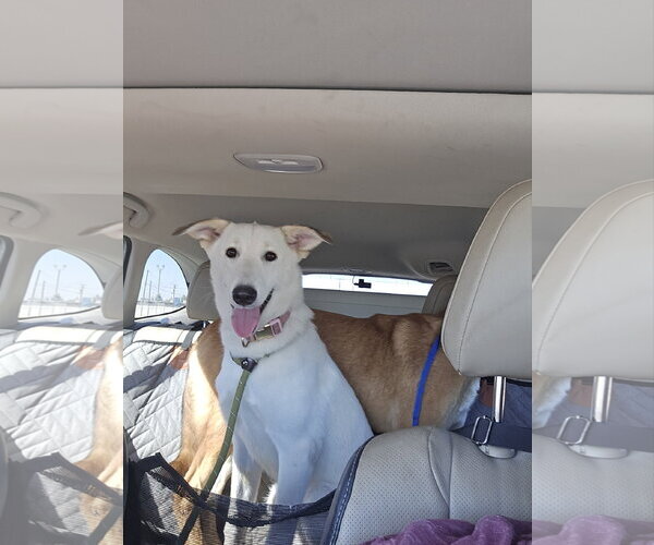 Medium Photo #1 - Mix Puppy For Sale in Phoenix, AZ, USA