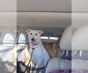 - Mix Dogs for adoption in Phoenix, AZ, USA
