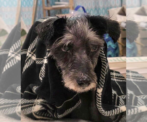 Medium Photo #19 Mutt Puppy For Sale in Boonton, NJ, USA