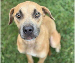 American Pit Bull Terrier-Unknown Mix Dogs for adoption in Tulsa, OK, USA