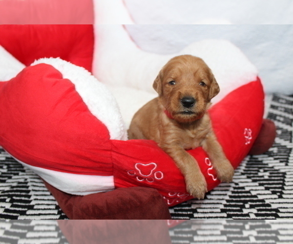 Medium Photo #4 Goldendoodle Puppy For Sale in ABILENE, TX, USA