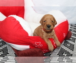 Small Photo #4 Goldendoodle Puppy For Sale in ABILENE, TX, USA