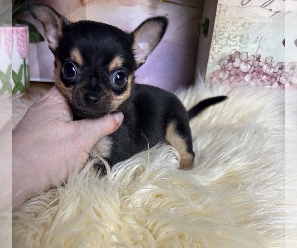 Medium Photo #3 Chihuahua Puppy For Sale in TRACY, CA, USA