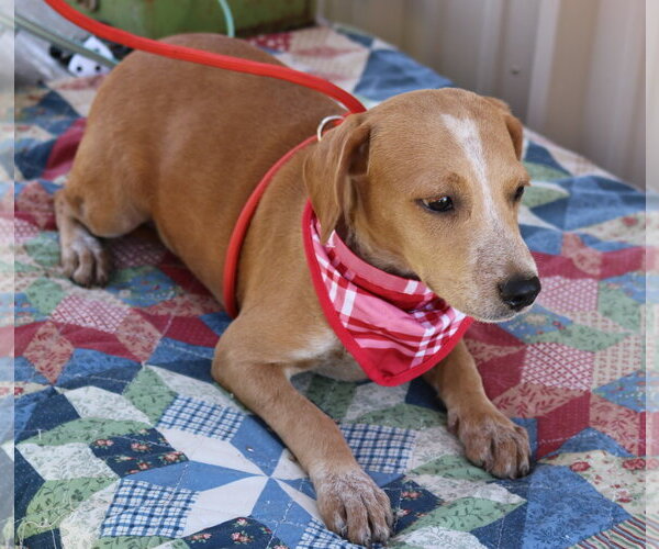 Medium Photo #2 Dachshund Puppy For Sale in Bandera, TX, USA