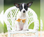 Small Photo #69 Chihuahua Puppy For Sale in WARSAW, IN, USA
