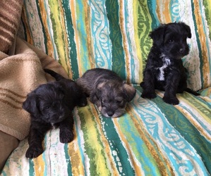 Schnauzer (Miniature)-Schnoodle (Miniature) Mix Puppy for sale in FALLON, NV, USA