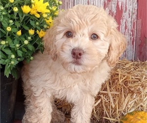 Poodle (Toy) Puppy for Sale in MILFORD, Indiana USA