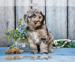 Small #2 Poodle (Miniature)-Portuguese Water Dog Mix