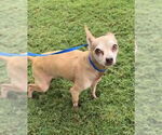 Small #1 Chihuahua