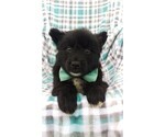 Small Photo #6 Pomsky Puppy For Sale in LANCASTER, PA, USA