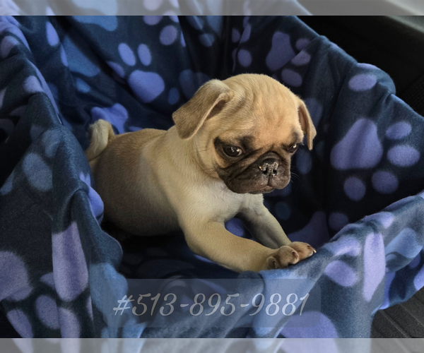 Medium Photo #1 Pug Puppy For Sale in BRIDGETOWN, OH, USA