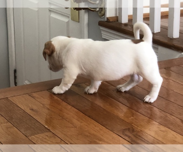 Medium Photo #10 Jack Russell Terrier Puppy For Sale in CHANTILLY, VA, USA