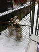 Small Photo #1 Saint Bernard Puppy For Sale in WURTSBORO, NY, USA