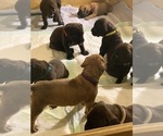 Small Photo #110 Boerboel Puppy For Sale in LAS CRUCES, NM, USA