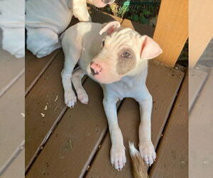 Chinese Shar-Pei-Unknown Mix Dogs for adoption in Wakefield, RI, USA