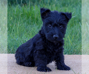 Scottish Terrier Puppy for sale in LITITZ, PA, USA