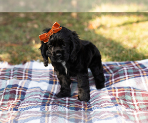 Bulldog Puppy for sale in NAPPANEE, IN, USA