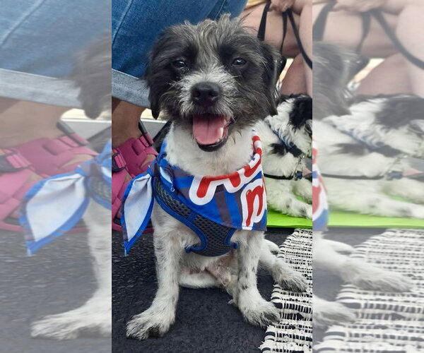 Medium Photo #2 Maltese-Unknown Mix Puppy For Sale in St. Louis Park, MN, USA
