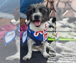 Small #1 Maltese Mix