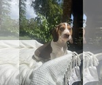Puppy Gus Gus Beagle